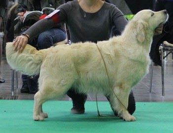 Harrissa de bihan ki breizh