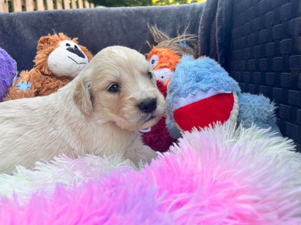 Del Suenos A La Realitad - Chiots disponibles - Golden Retriever