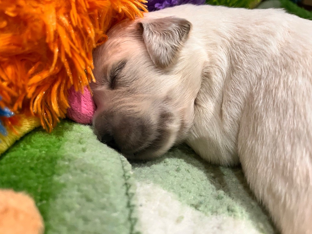 Del Suenos A La Realitad - Chiots disponibles - Golden Retriever