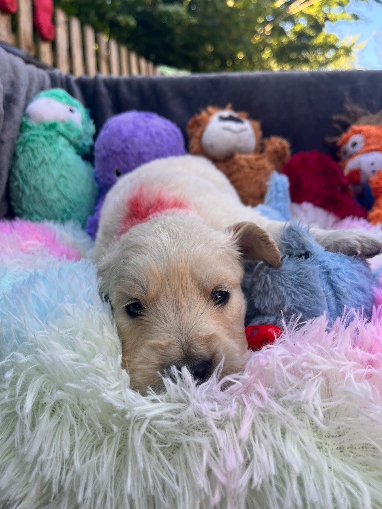 Del Suenos A La Realitad - Chiots disponibles - Golden Retriever