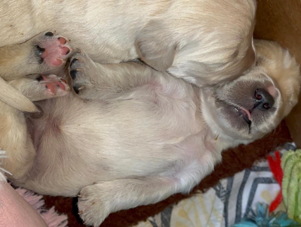 Del Suenos A La Realitad - Chiots disponibles - Golden Retriever