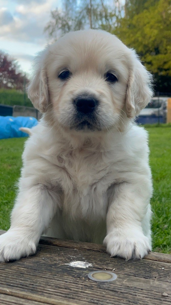 Del Suenos A La Realitad - Chiots disponibles - Golden Retriever