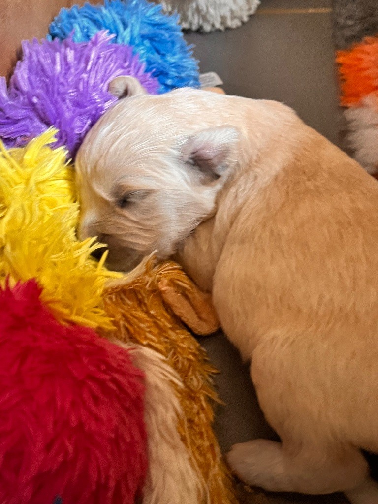 Del Suenos A La Realitad - Chiots disponibles - Golden Retriever