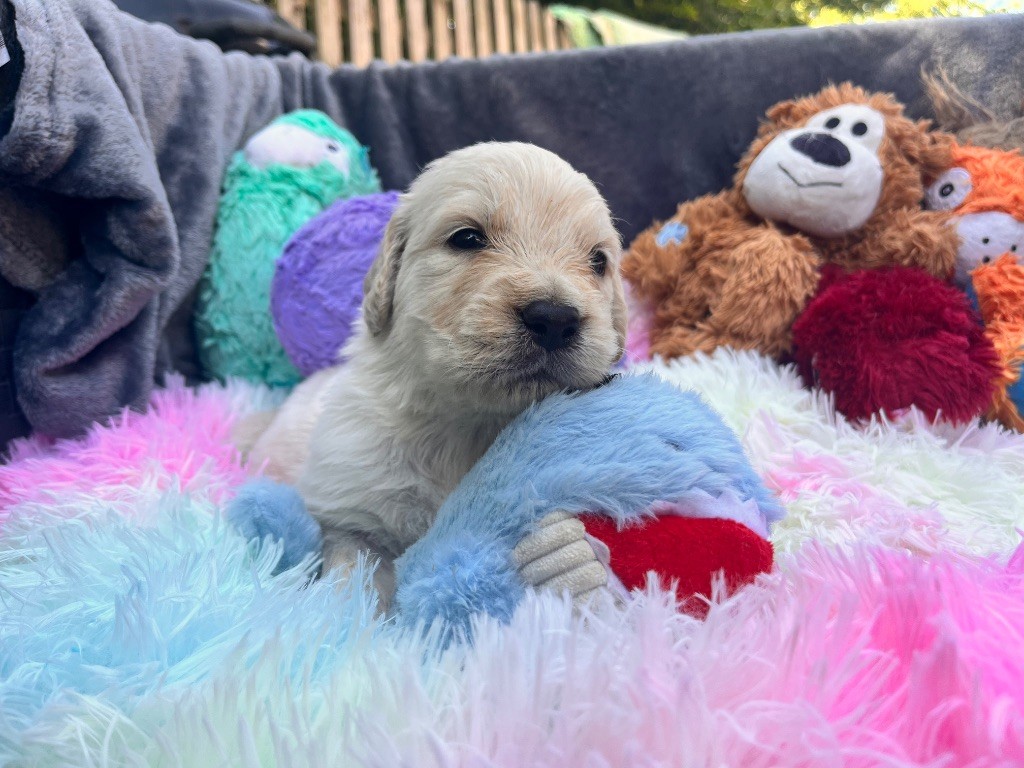 Del Suenos A La Realitad - Chiots disponibles - Golden Retriever