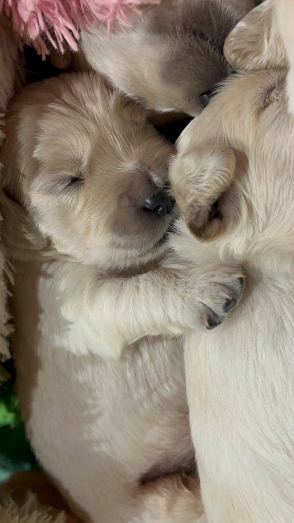 Del Suenos A La Realitad - Chiots disponibles - Golden Retriever