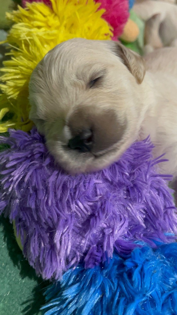 Del Suenos A La Realitad - Chiots disponibles - Golden Retriever