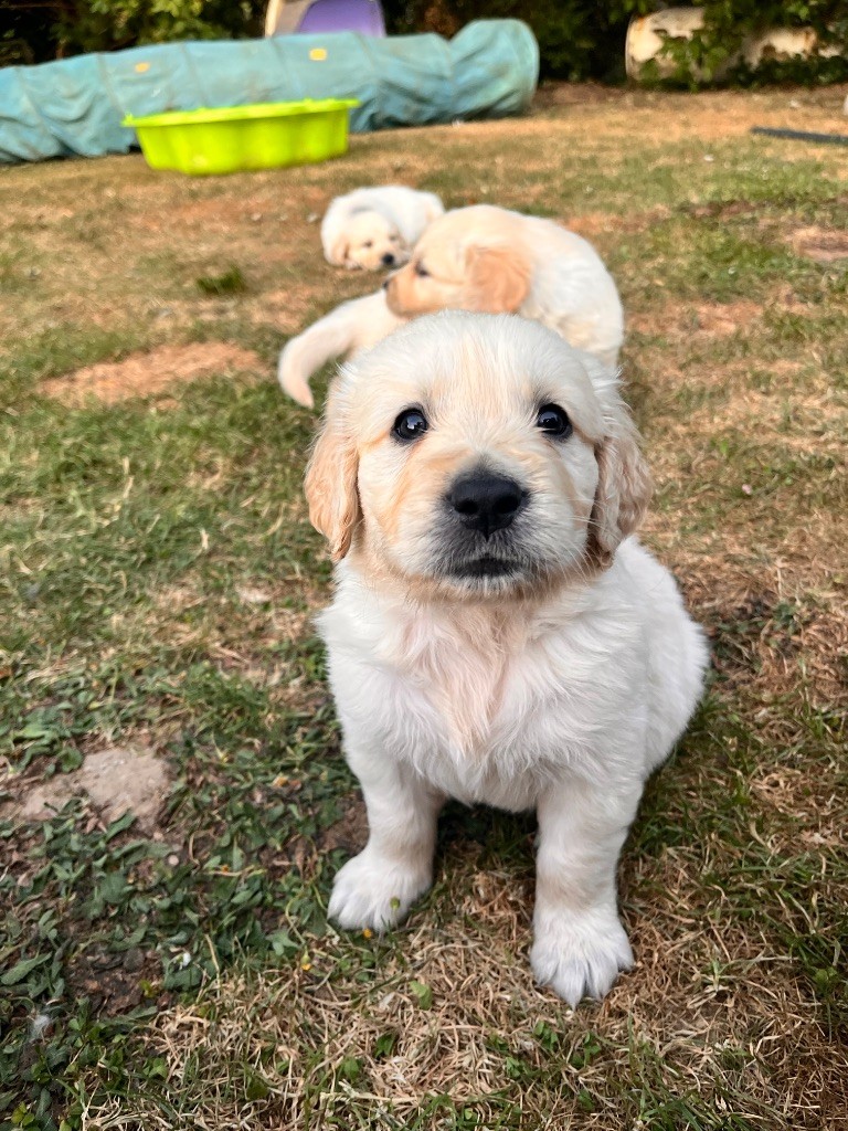 Del Suenos A La Realitad - Chiots disponibles - Golden Retriever
