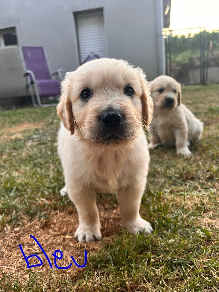 Del Suenos A La Realitad - Golden Retriever - Portée née le 09/06/2025