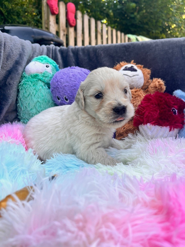 Del Suenos A La Realitad - Chiots disponibles - Golden Retriever